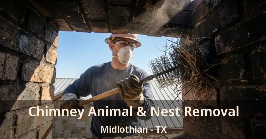 Chimney Animal & Nest Removal Midlothian - TX
